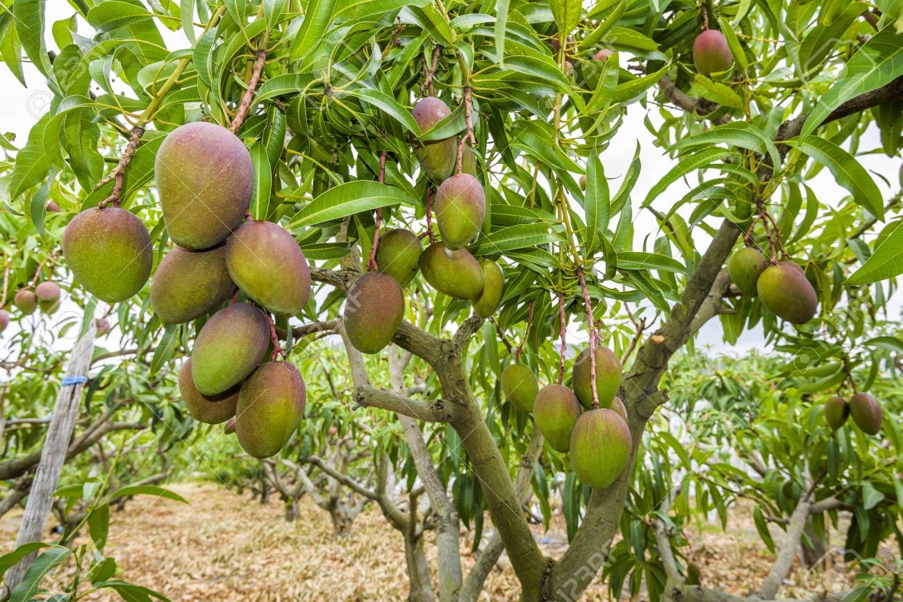 mango fruit tree pictures