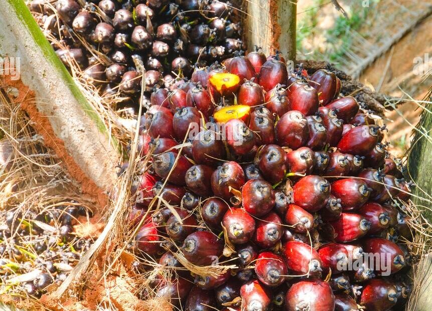 Close Up Of Palm Oil Fruit On Palm Trees In Southern Thailand Stock Photo Alamy