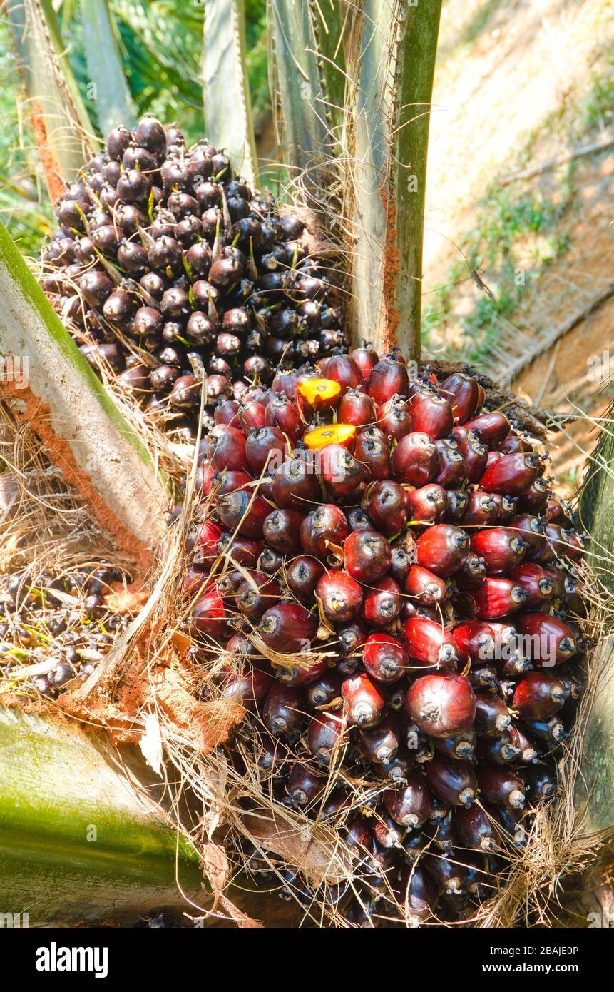 Close Up Of Palm Oil Fruit On Palm Trees In Southern Thailand Stock Photo Alamy