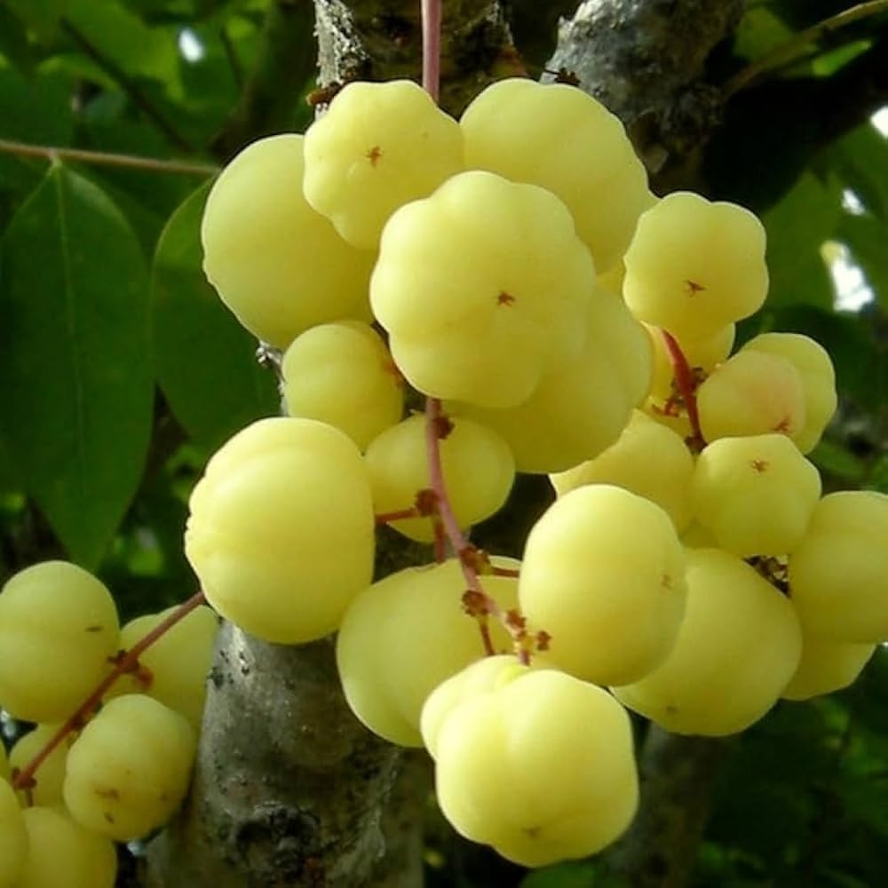 Cloud Farm Star Gooseberry Arinelli Fruit Live Plant Home U0026 Garden CF T93 Amazon in Garden U0026 Outdoors