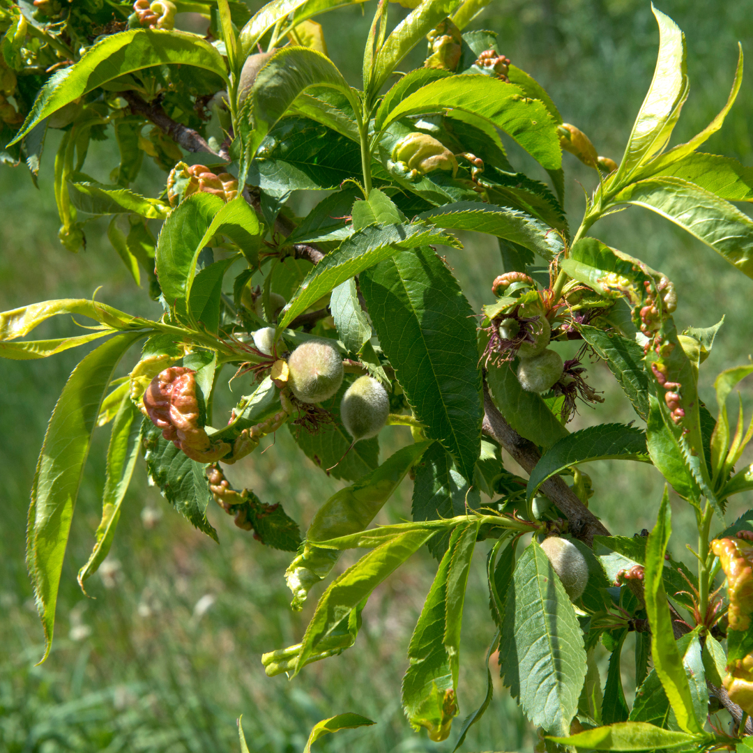 Common Fruit Tree Pests And Diseases PlantNet Australia