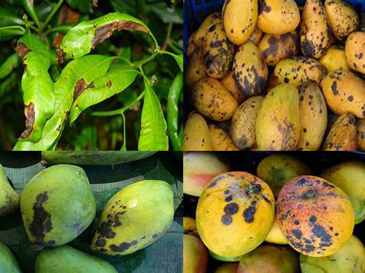 Compendium Of Diseases Mango HubPages