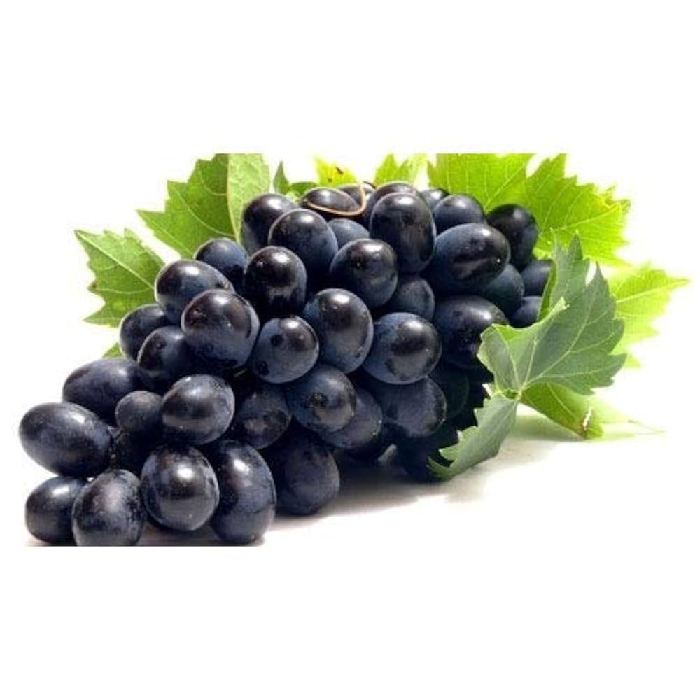 Creative Farmer Live Plant Grape Fruit Black Grapes Indian Wine Balcony 1 Healthy Plant Amazon in Garden U0026 Outdoors