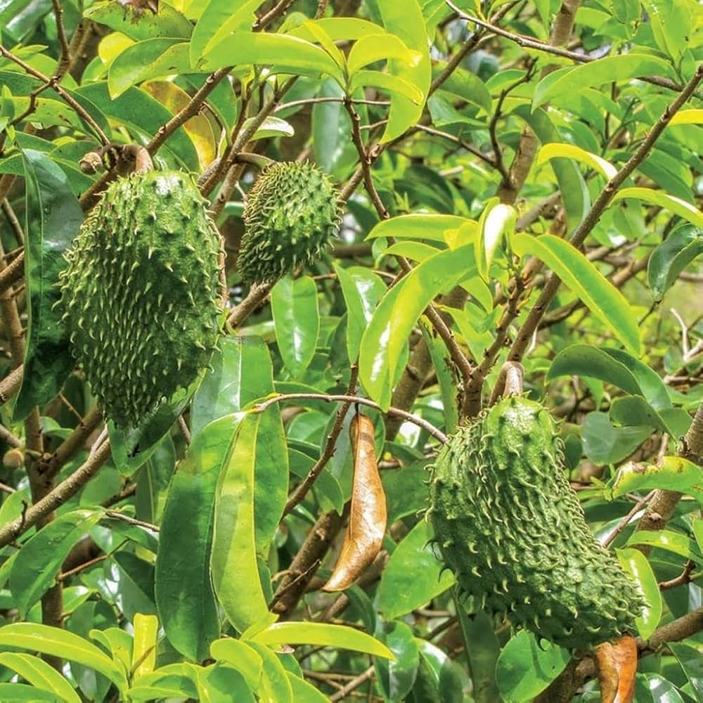 Creative Farmer Sweet Mullatha Graviola Annona Muricata Soursop Fruit Plants For Balcony Outdoor Home Garden Healthy Live Plant Amazon in 