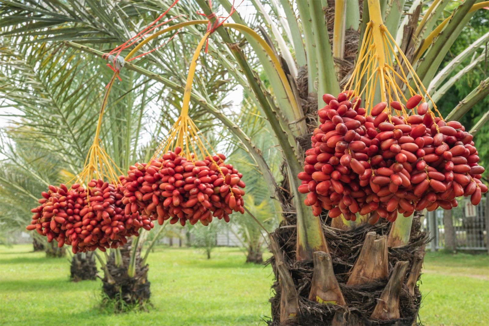 picture of a date fruit tree