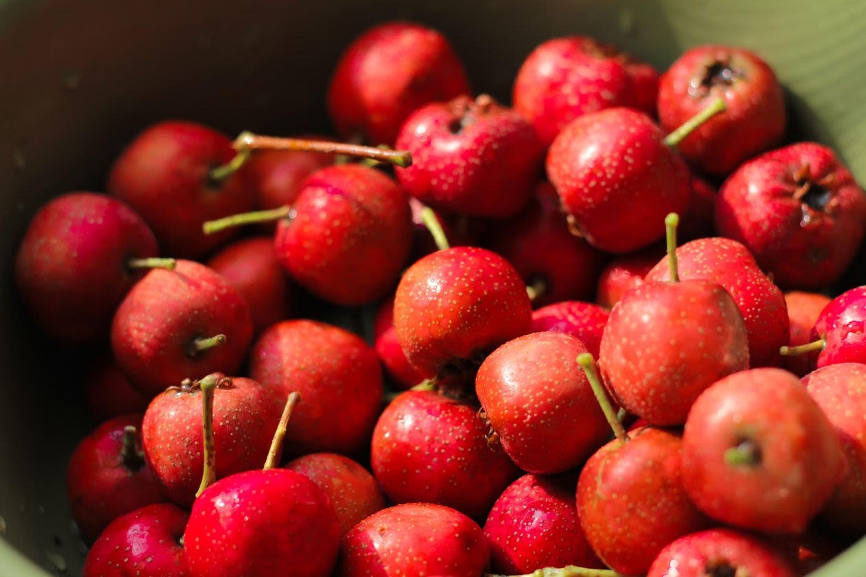 mayhaw fruit pictures