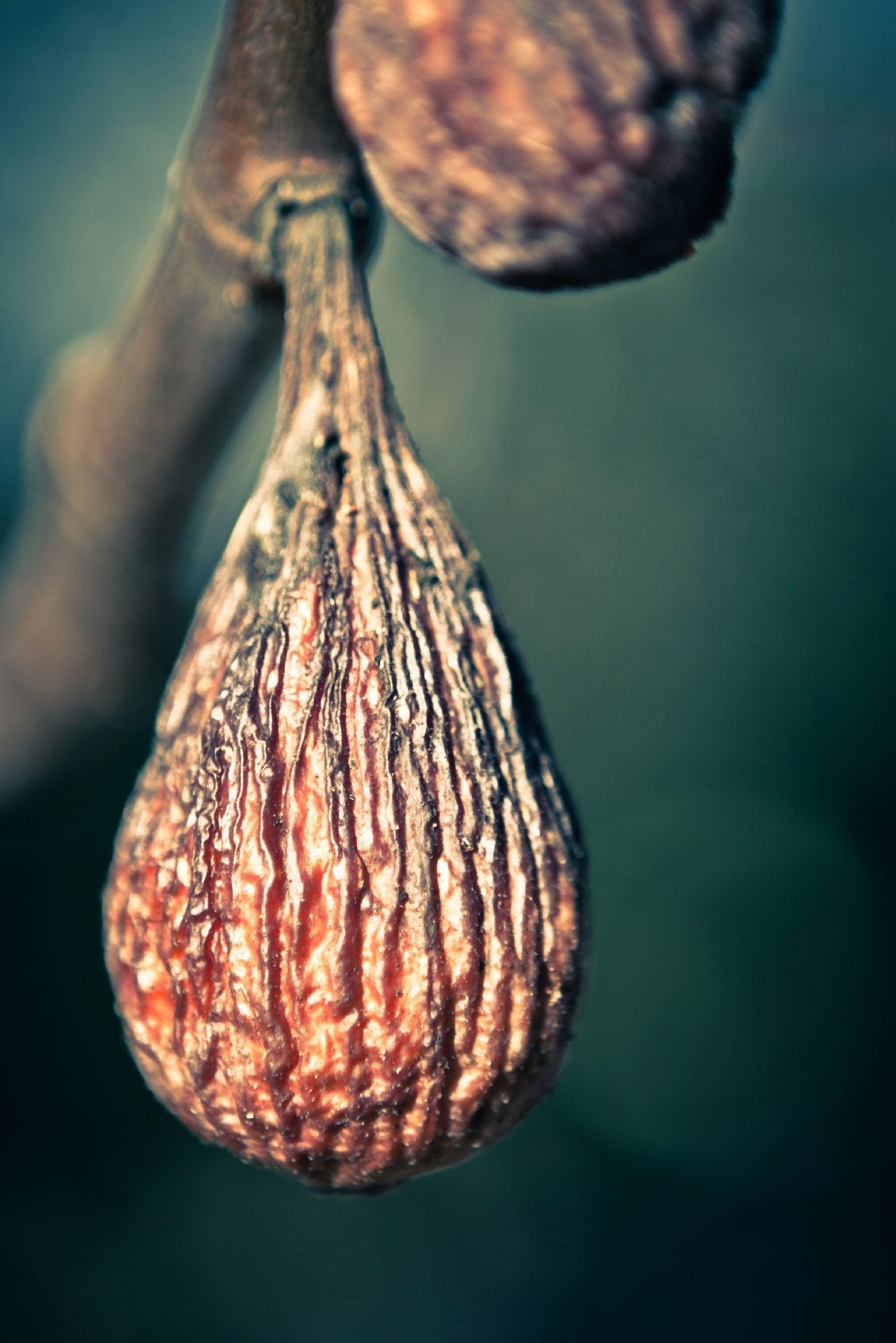 Dried Up Fig Fruit Why Are My Figs Drying On The Tree 