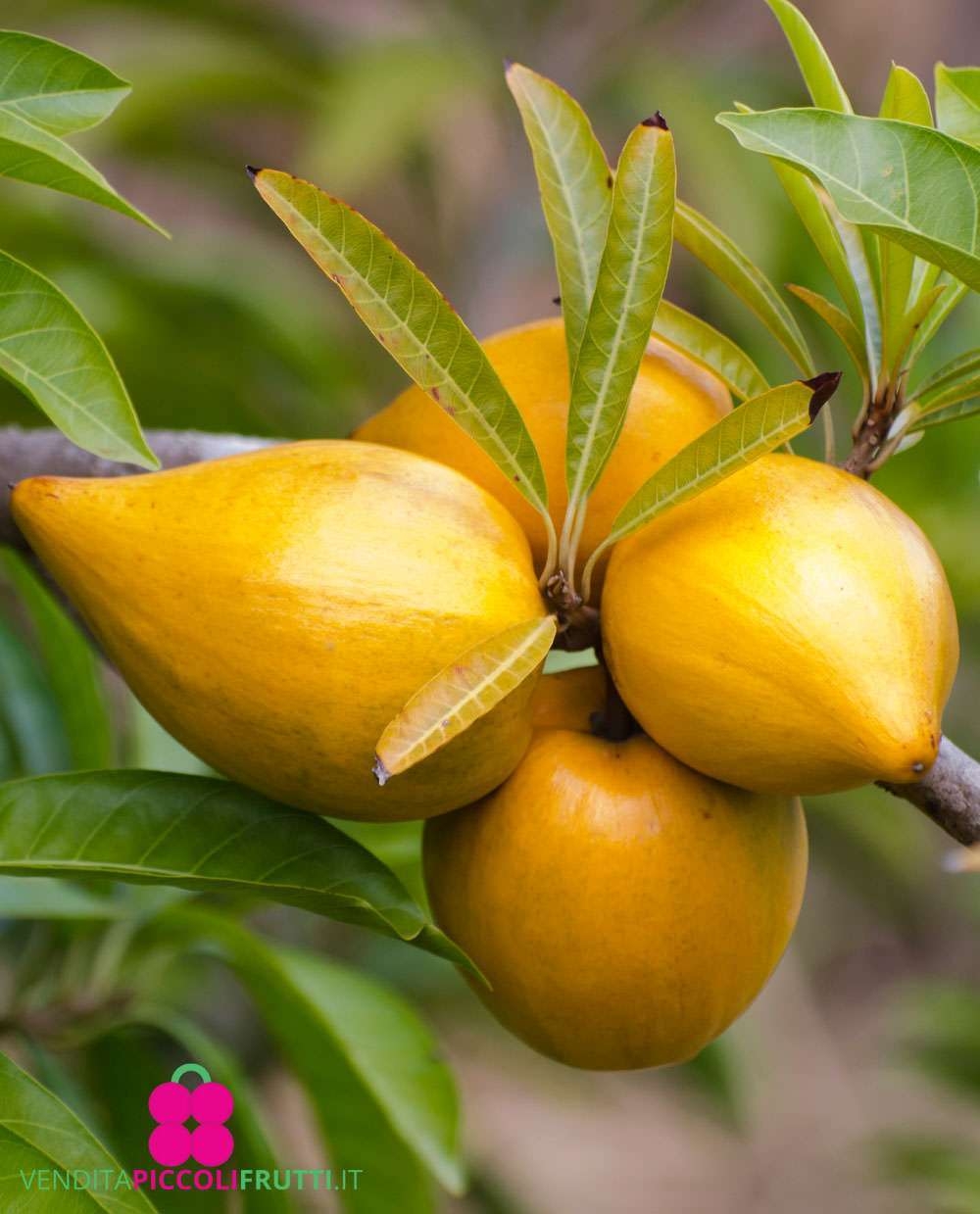 Exotic Tropical Fruit Plant Lucuma Pouteria Lucuma