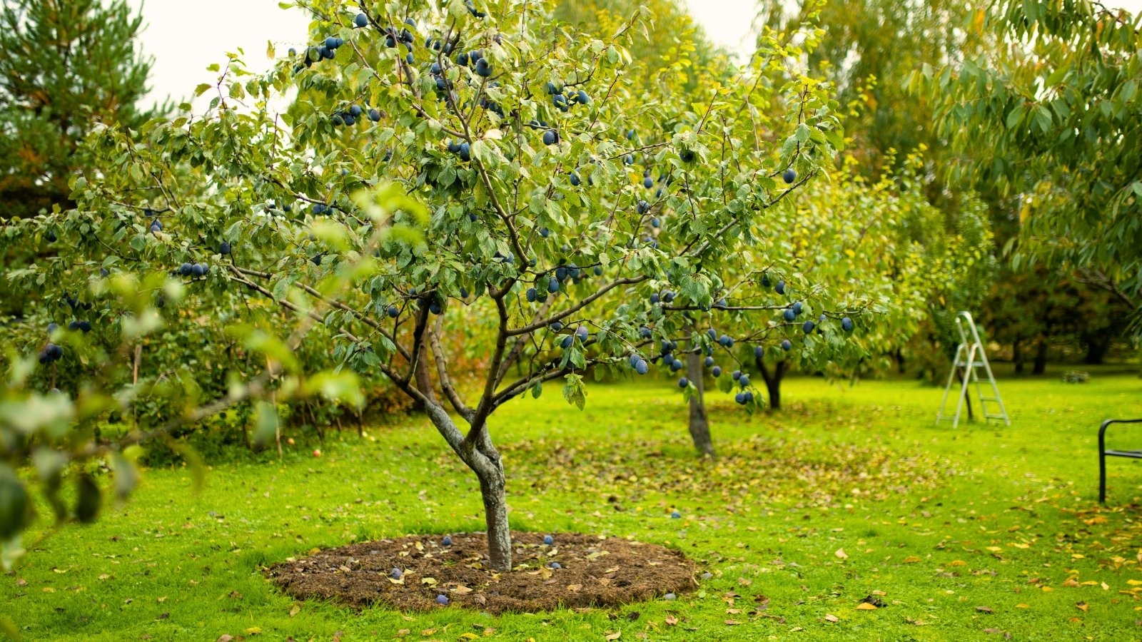 fruit tree pictures