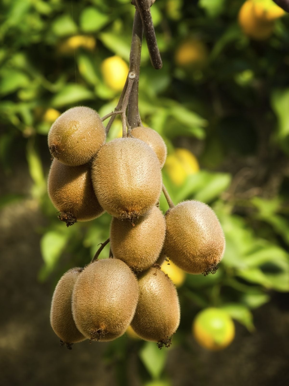 Fertilizer For Kiwi Vines Learn About Fertilizing Kiwi Plants 