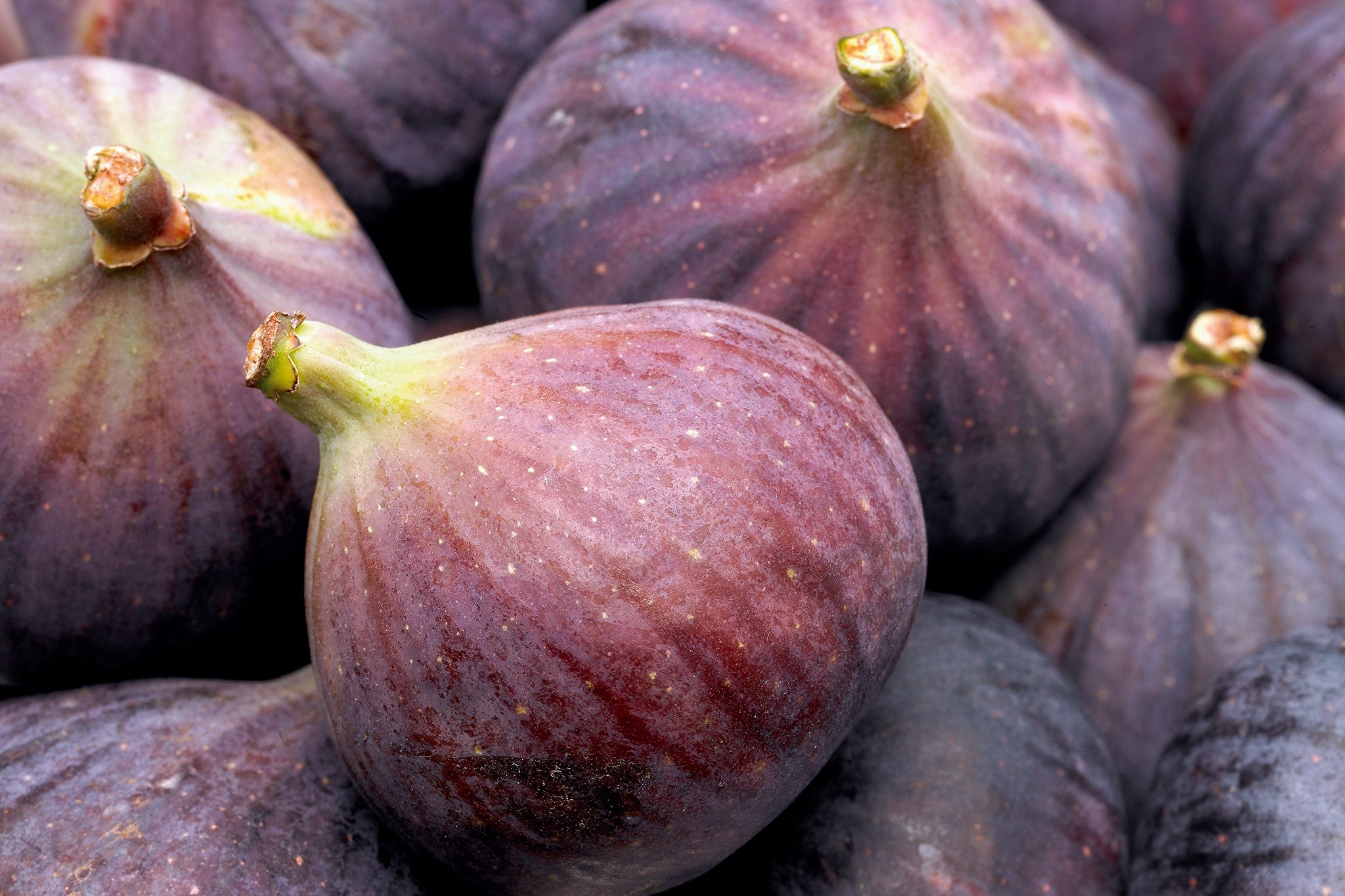 picture of figs fruit