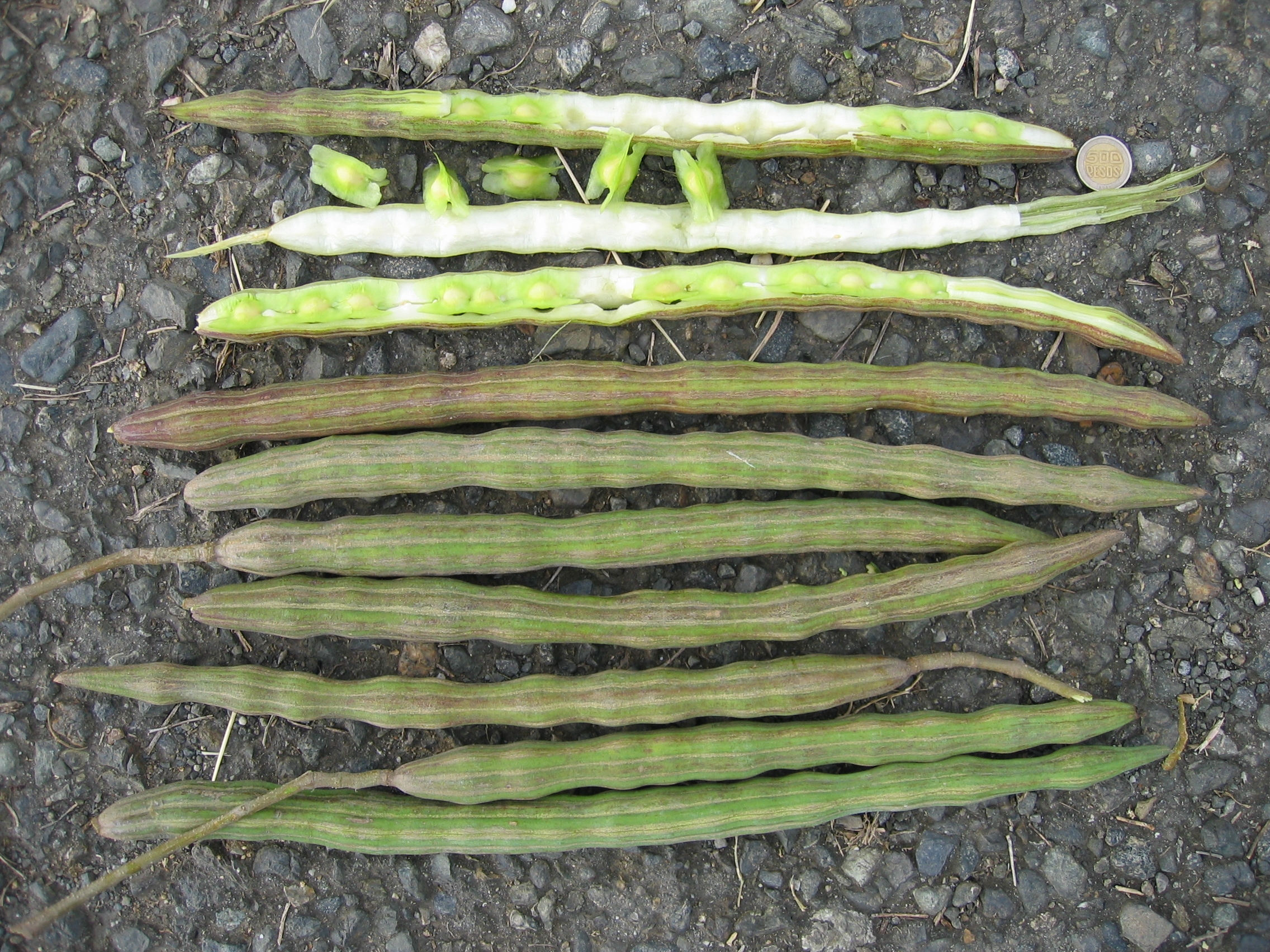moringa fruit picture