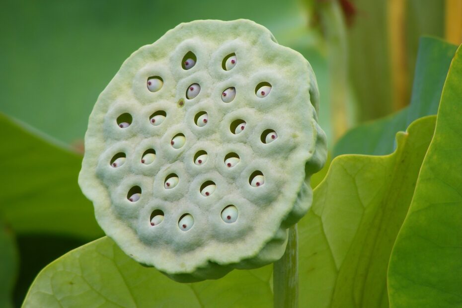 File Nelumbo Nucifera Fruit Botanic Garden Adelaide jpg Wikimedia Commons