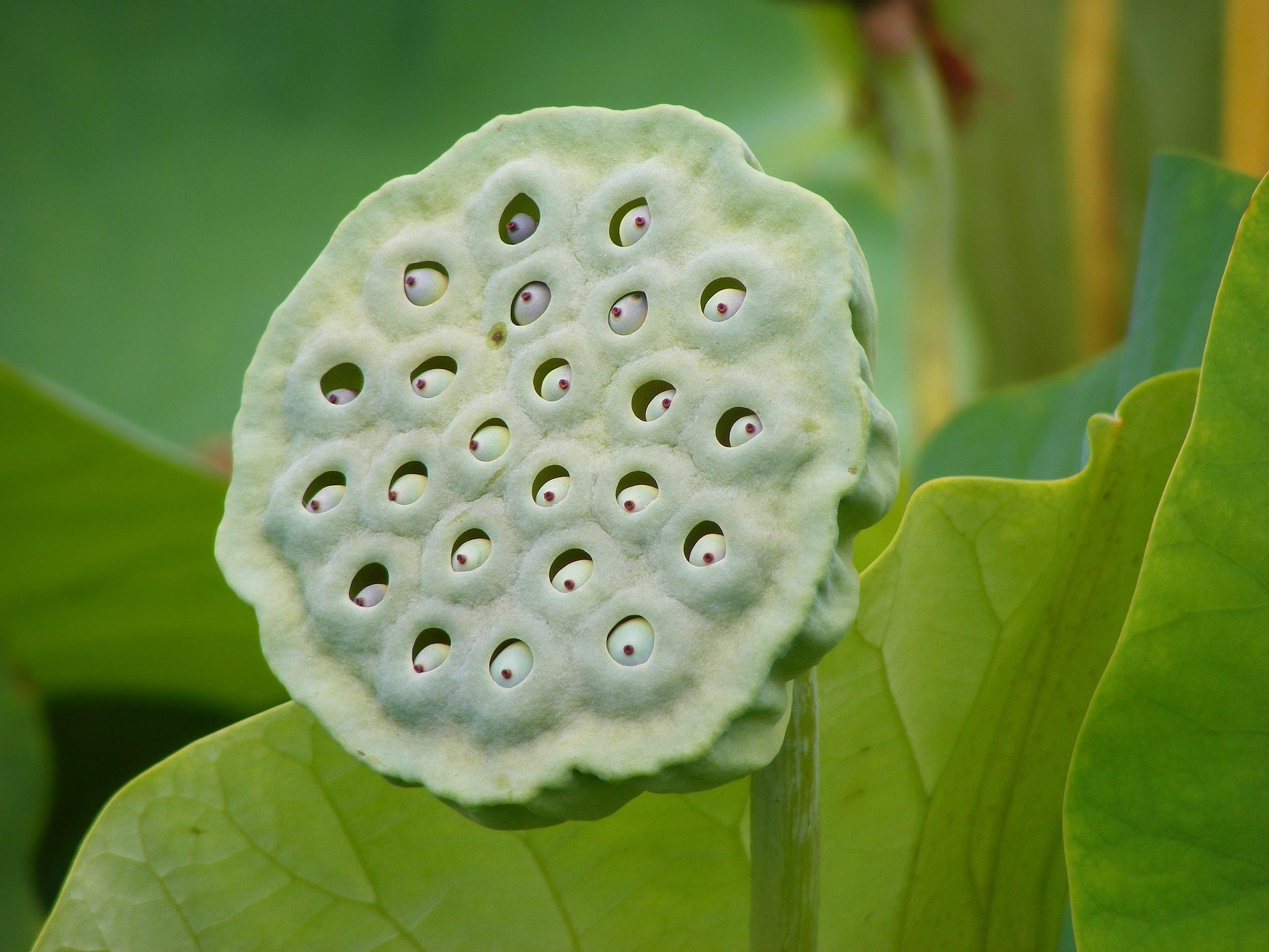 File Nelumbo Nucifera Fruit Botanic Garden Adelaide jpg Wikimedia Commons