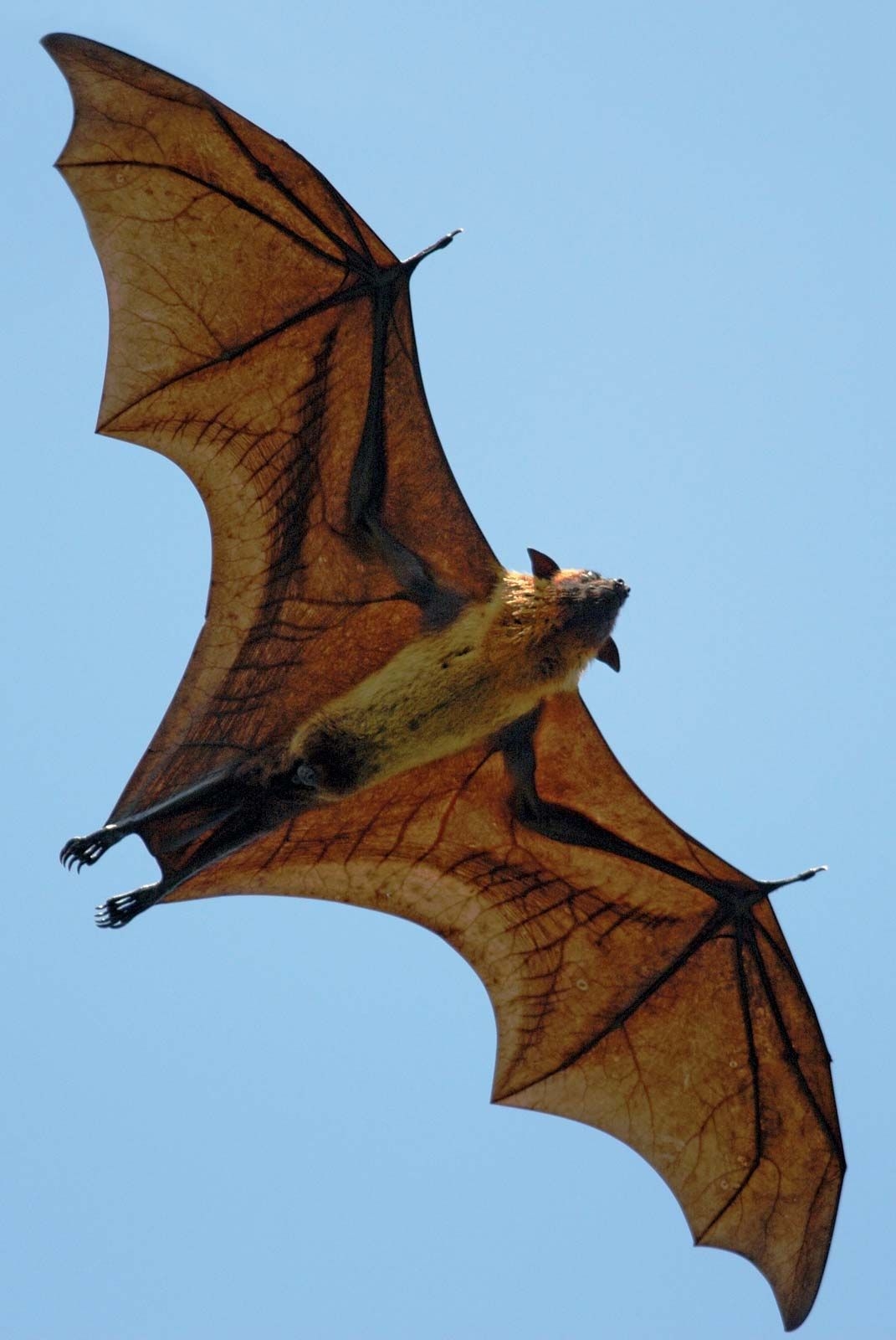 Flying Fox Size Diet U0026 Facts Britannica