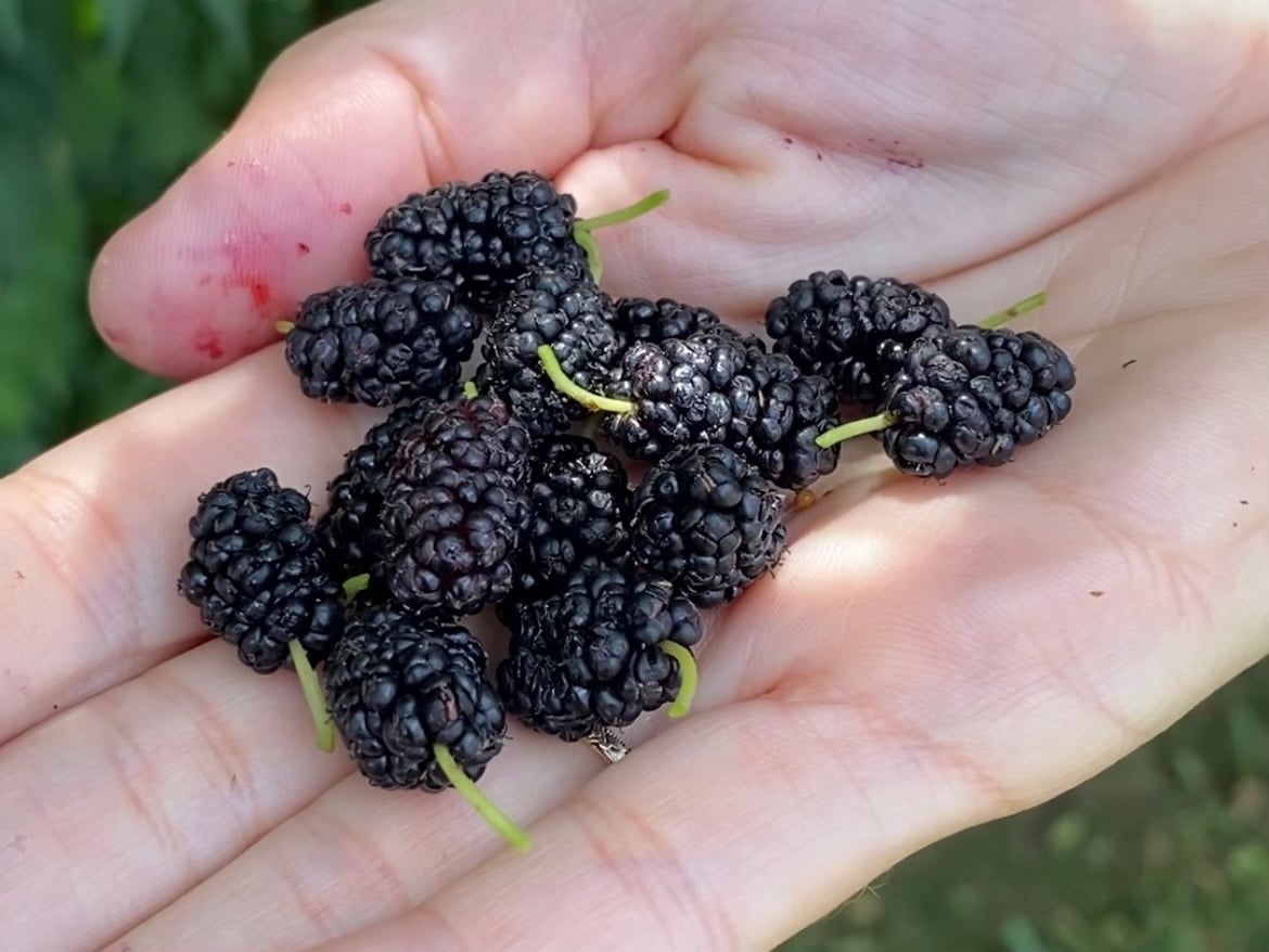 Foraged In Pennsylvania Mulberries PA Eats