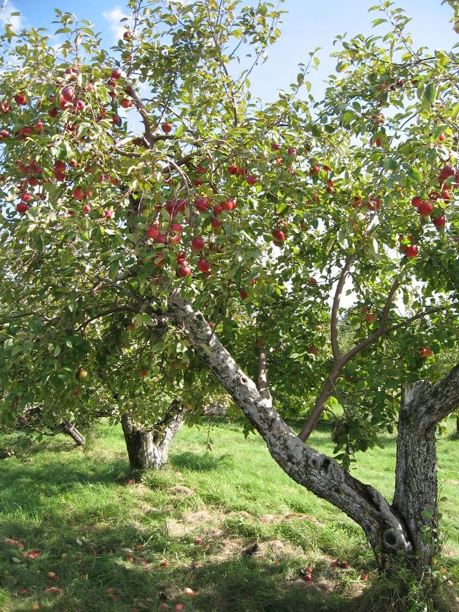 Free Fruit Tree Stock Photos U0026 Pictures FreeImages