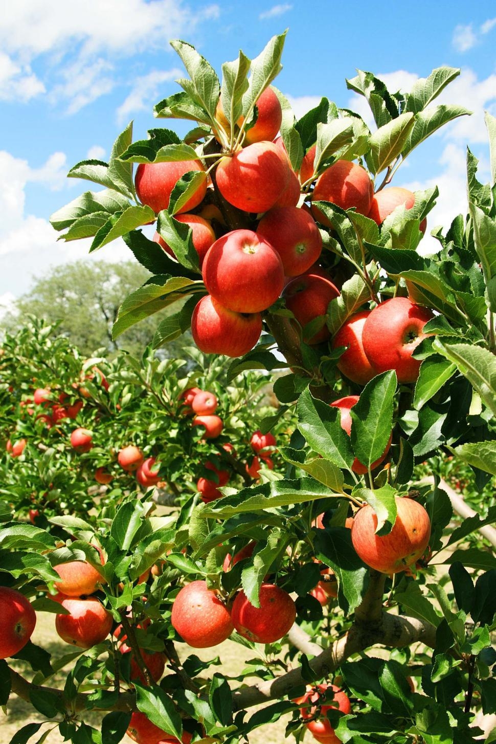 fruit trees pictures free