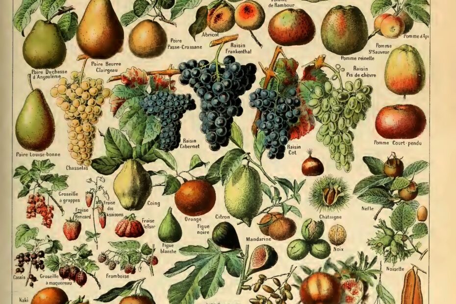 Free Vintage Fruit And Vegetable Prints By Adolphe Millot Picture Box Blue