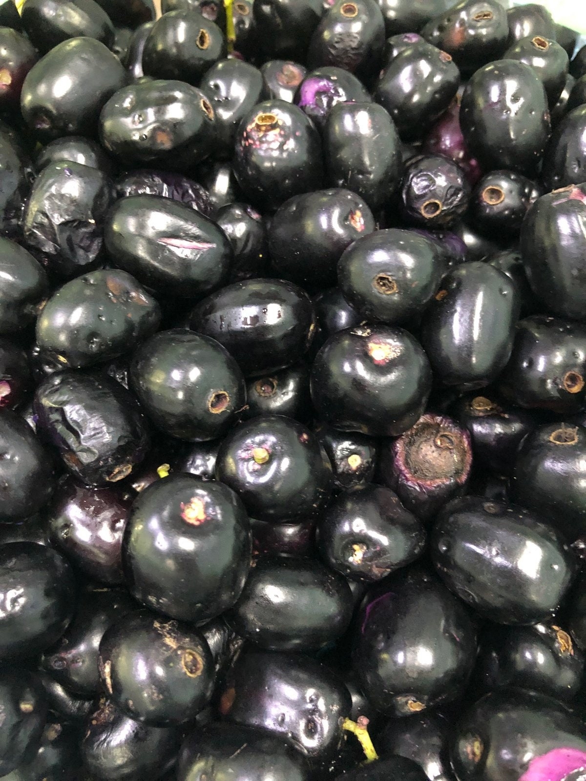 Fresh Jamun Jamblon Fruit 2 Pounds Standard Shipping Included 