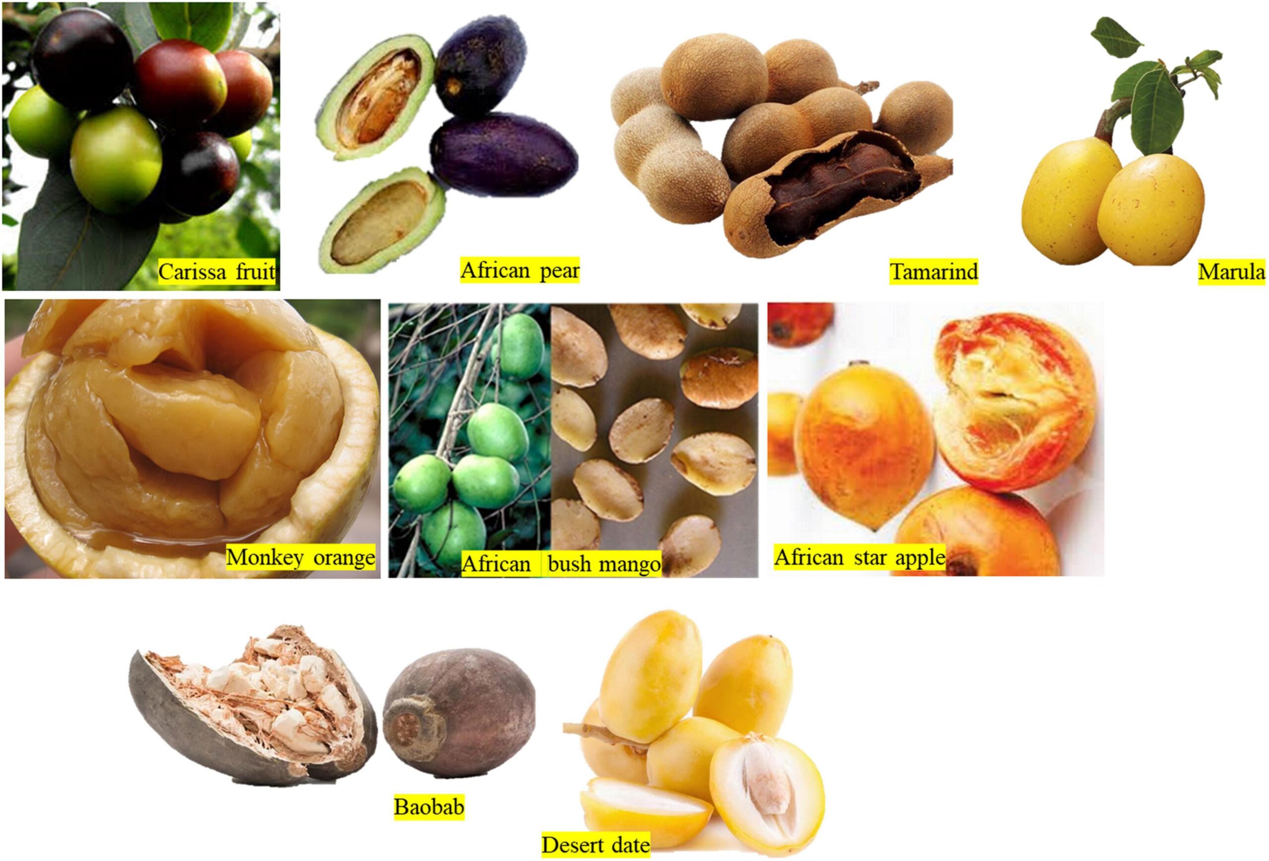 Frontiers Classification Of African Native Plant Foods Based On 