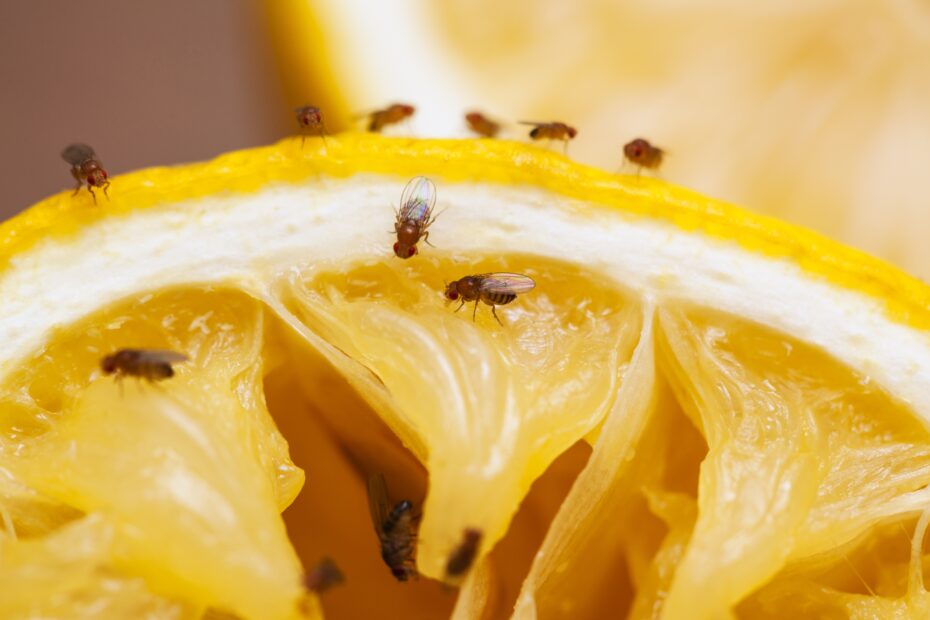 Fruit Flies Vs Gnats The Bug Master Pest Control