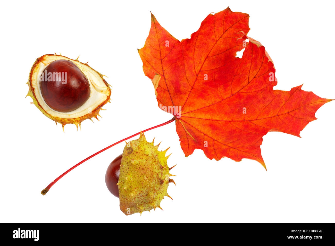Fruit Of Maple Tree Hi res Stock Photography And Images Alamy
