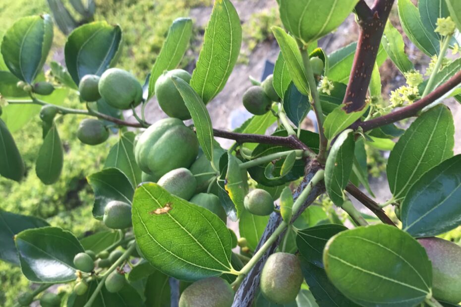 Fruit Tree Identification General Fruit Growing Growing Fruit