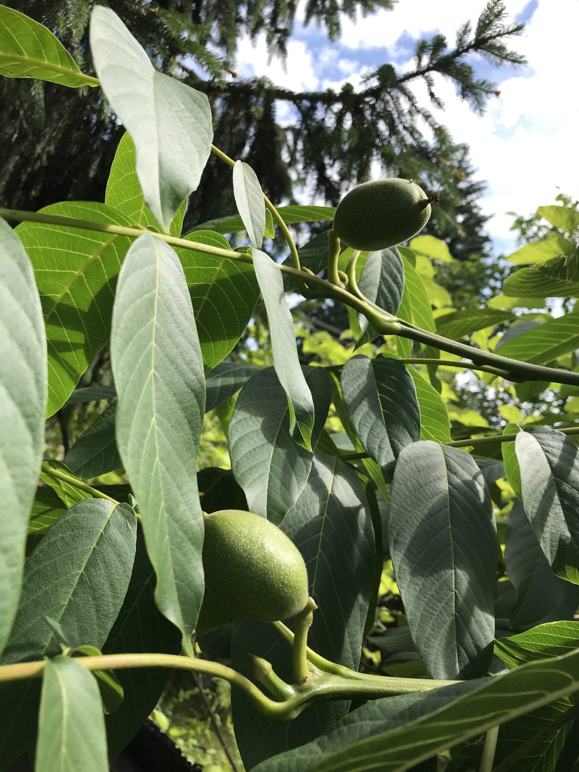identify fruit tree by picture