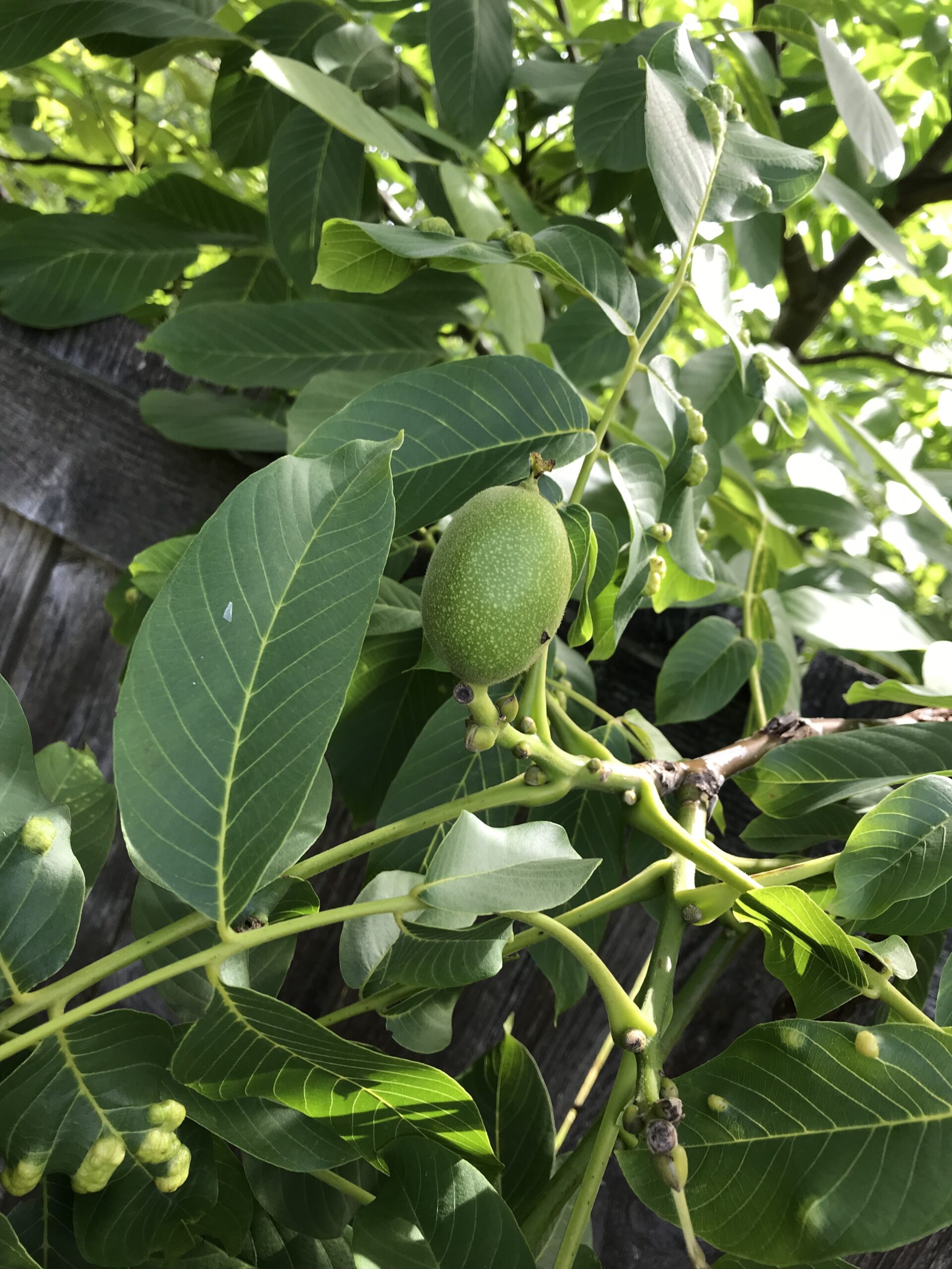Fruit Tree Identification General Fruit Growing Growing Fruit