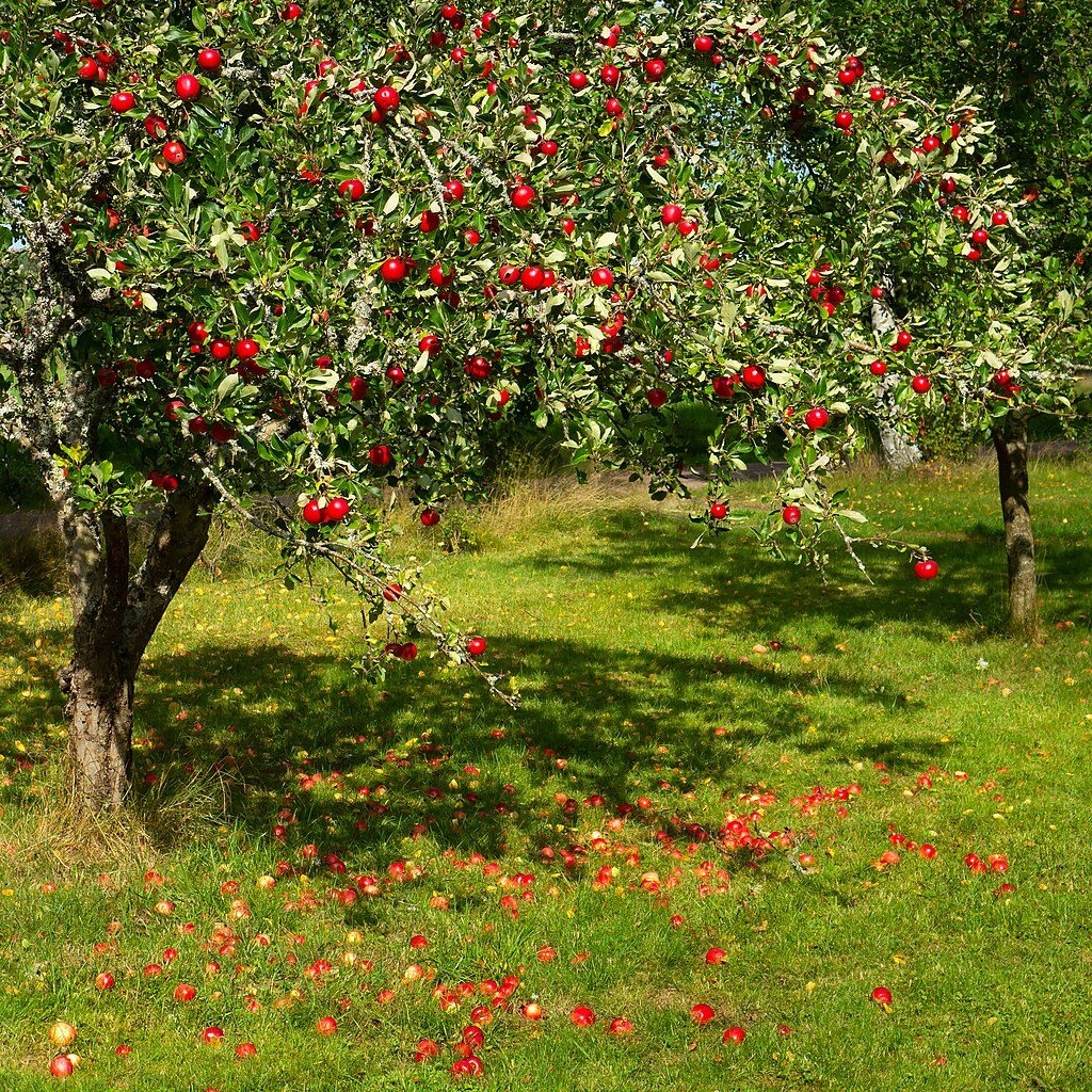 Fruit Tree Identification Guide Wild Town
