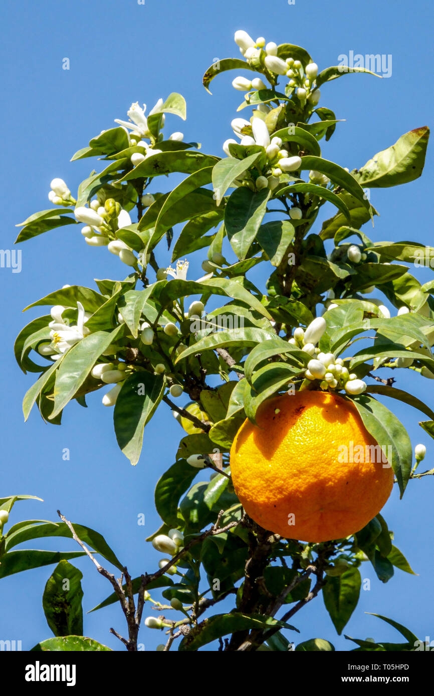 picture of a tree with fruits and flowers