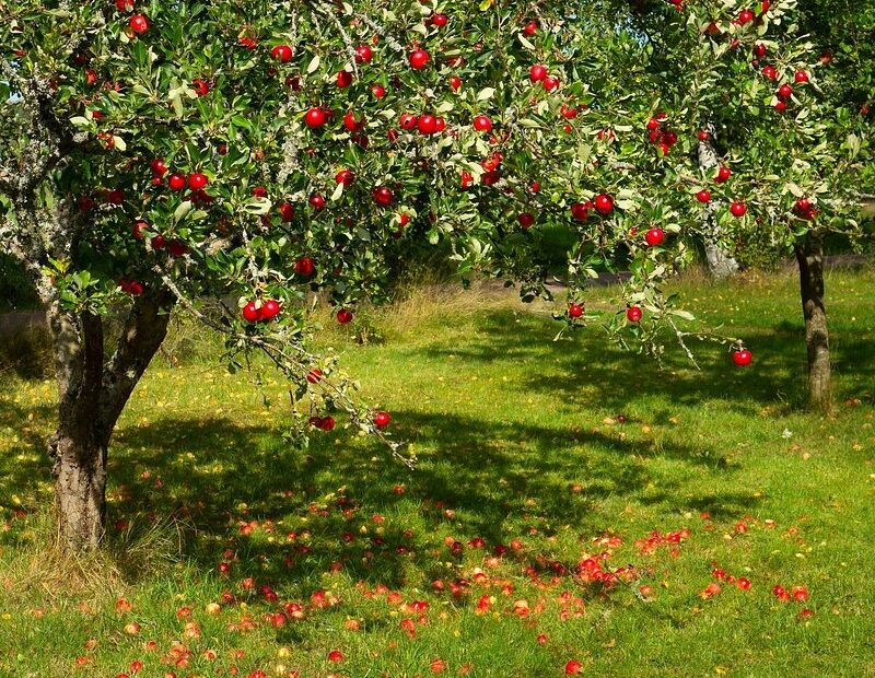 Fruit Trees Images Free Photos PNG Stickers Wallpapers U0026 Backgrounds Rawpixel