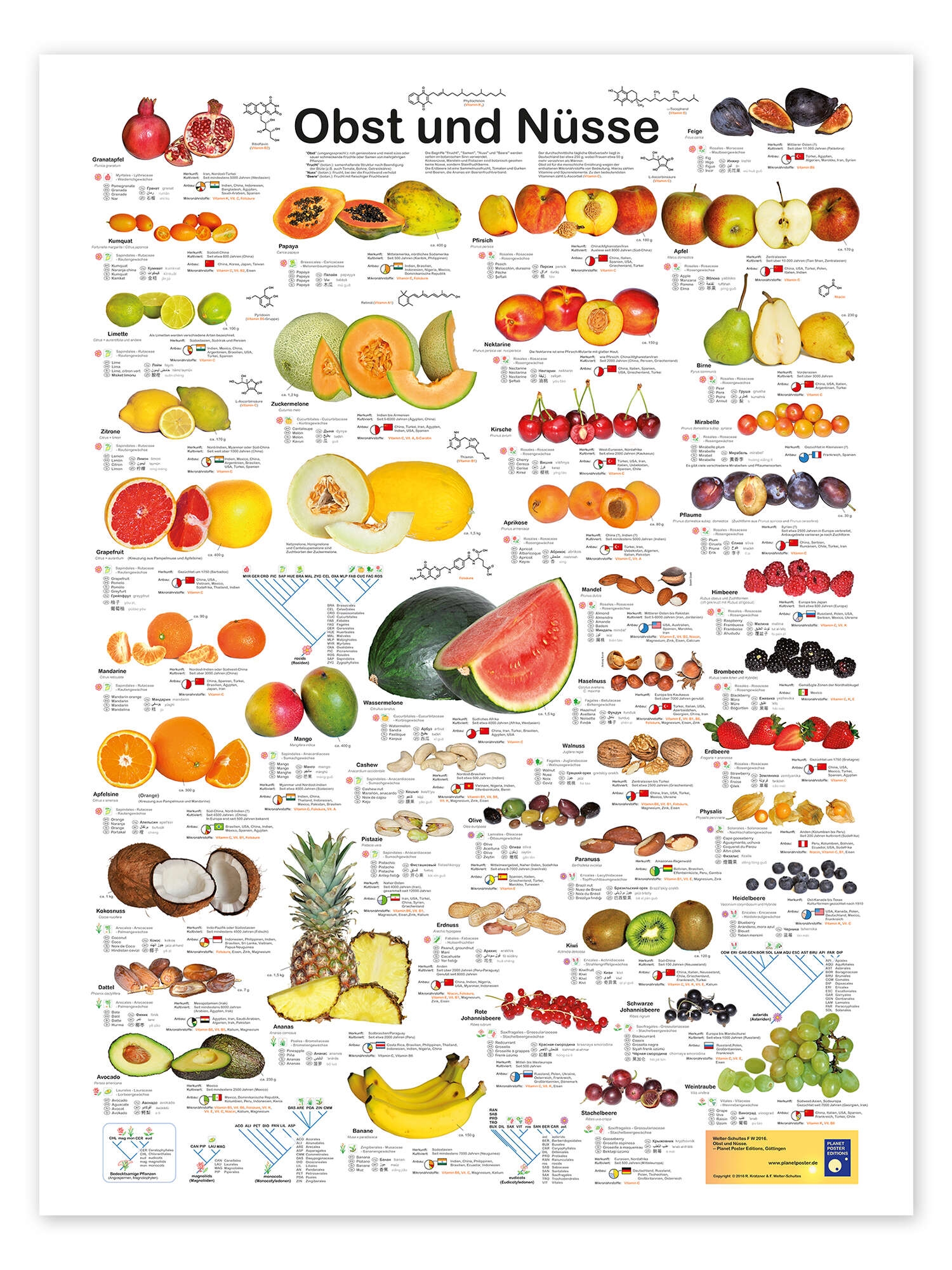 Fruits And Nuts German Print By Planet Poster Editions 