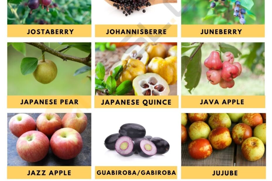 Fruits That Start With J In English 7ESL