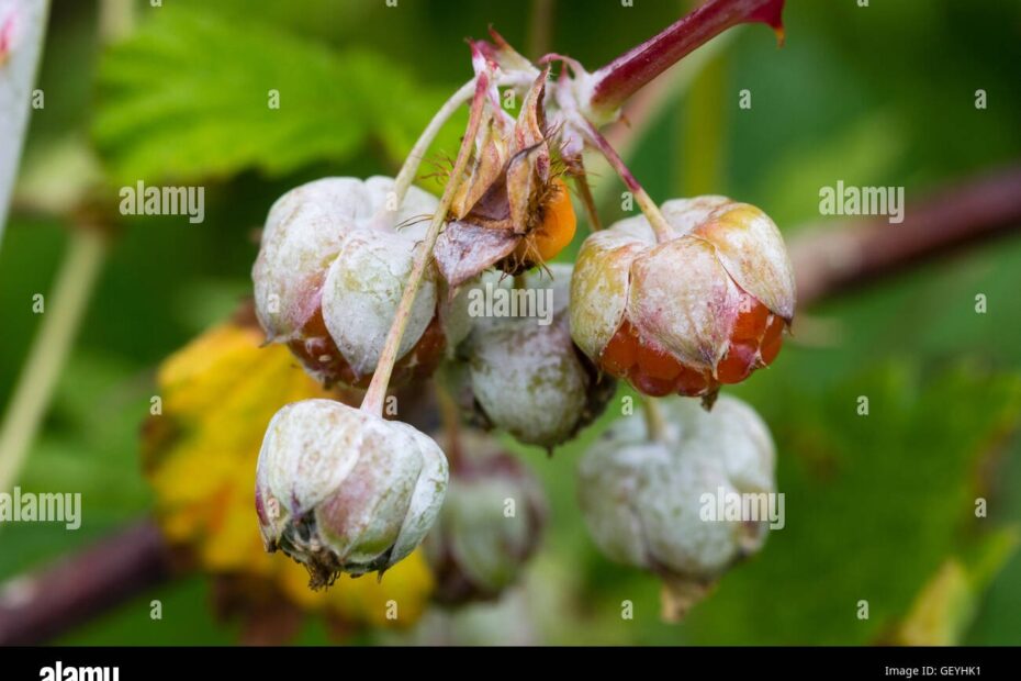 Ghost Fruit Hi res Stock Photography And Images Alamy