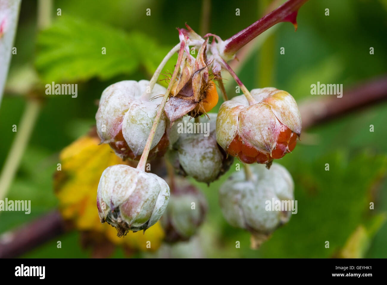 Ghost Fruit Hi res Stock Photography And Images Alamy