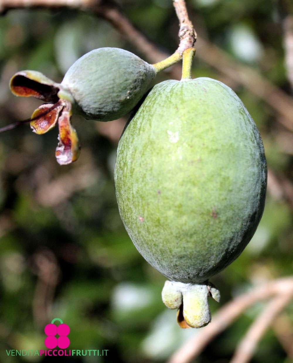 Giant Fruit Plant Feijoa Mammoth Buy Plants Online