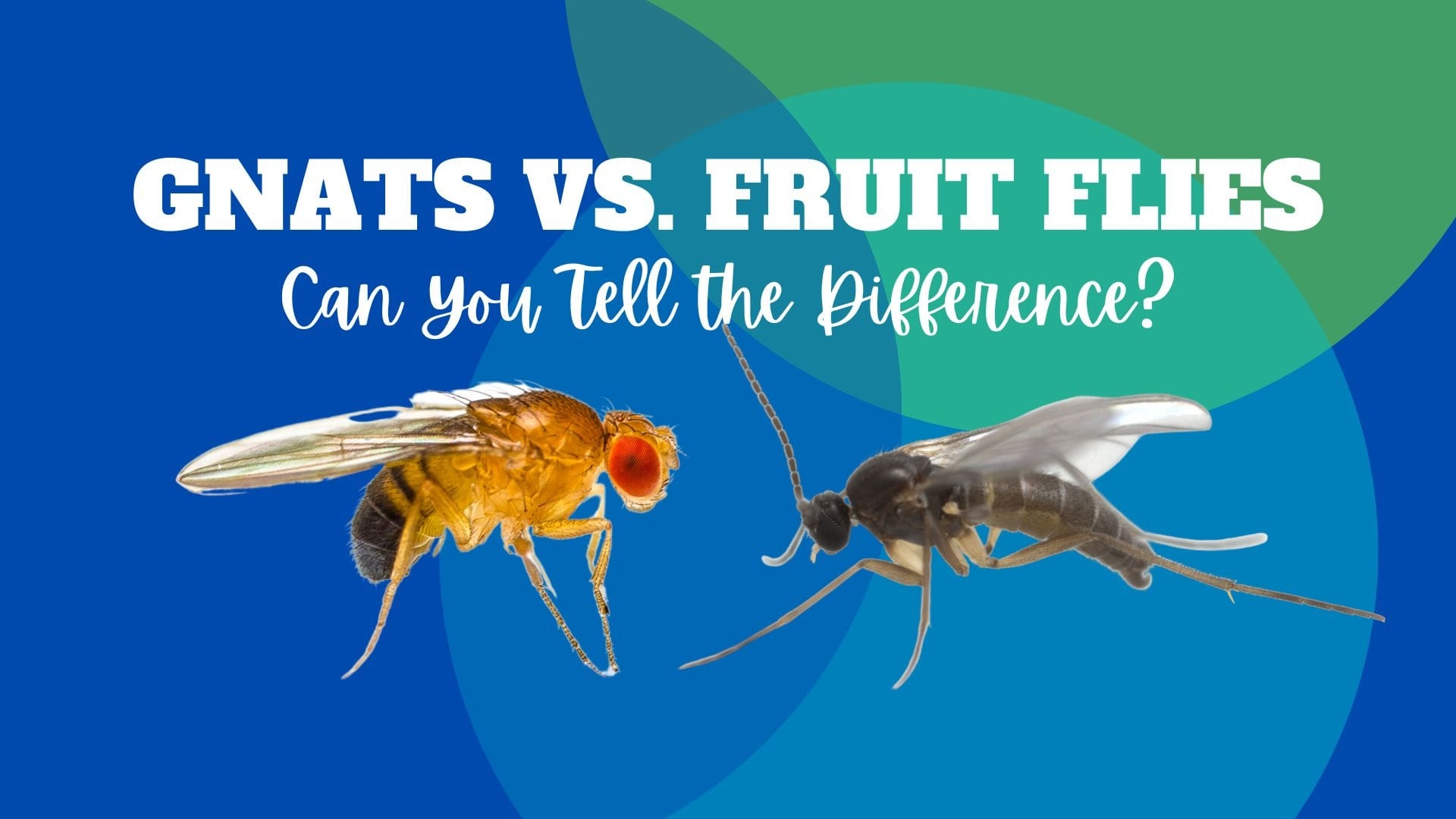 picture of gnats and fruit flies