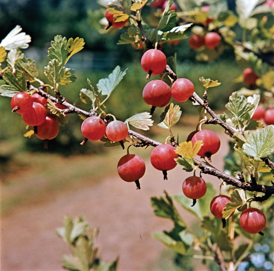 Gooseberry Description Fruit Uses Species U0026 Facts Britannica