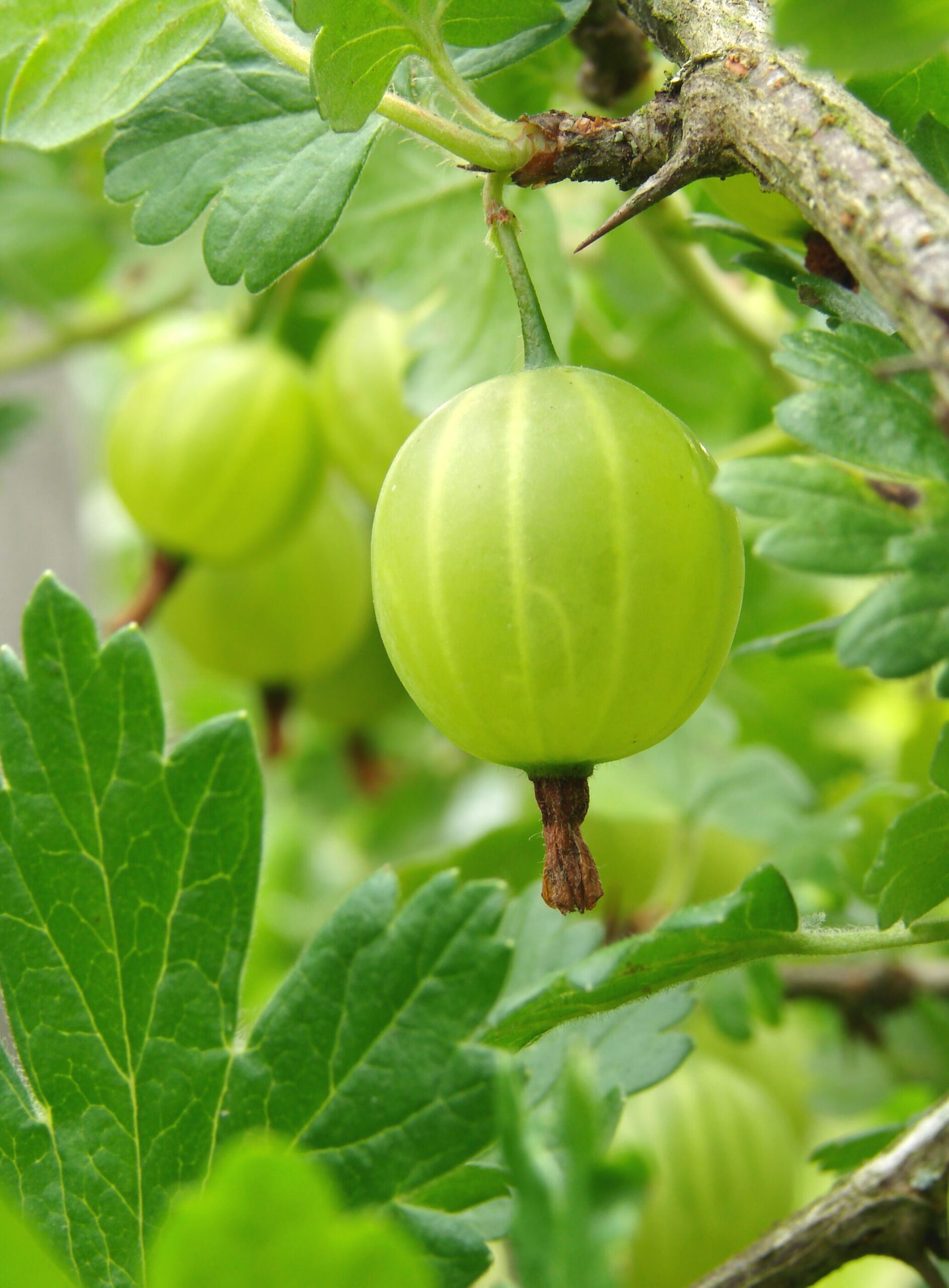 gooseberry pictures fruit
