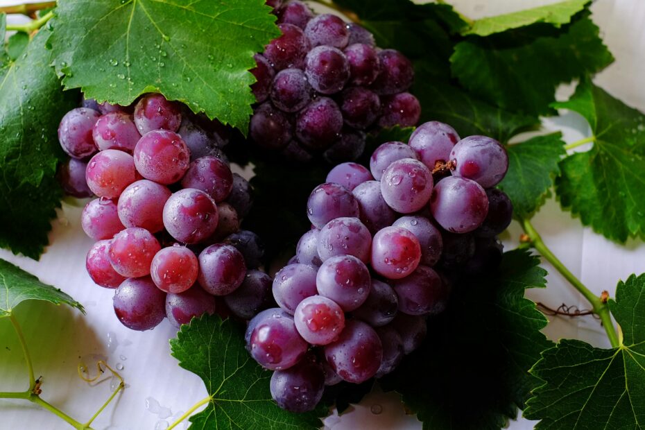 Grapes Photos Download The BEST Free Grapes Stock Photos U0026 HD Images