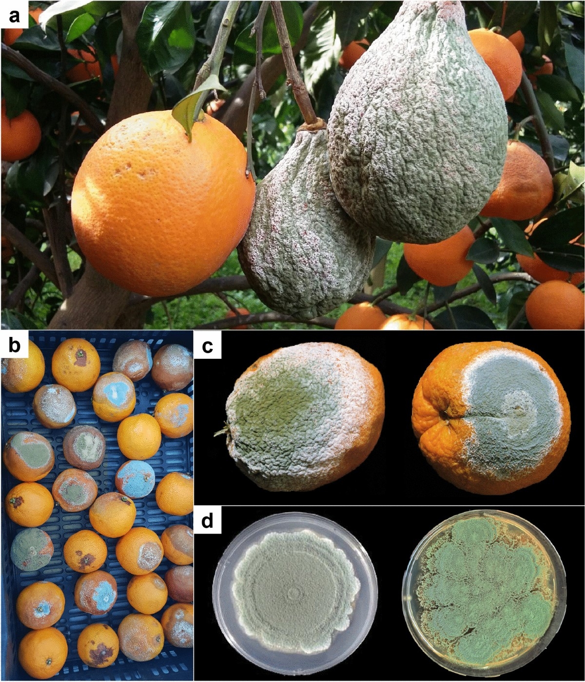 orange fruit diseases pictures