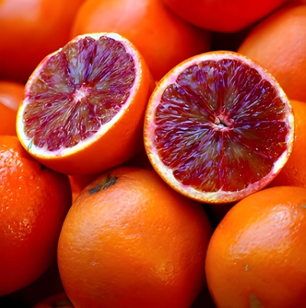 Green View Original Red Malta Fruit Plant Grafted Red Flesh Sweet Citrus Tree For Home Garden Balcony U0026 Terrace Juicy Exotic Malta Mosambi Live 