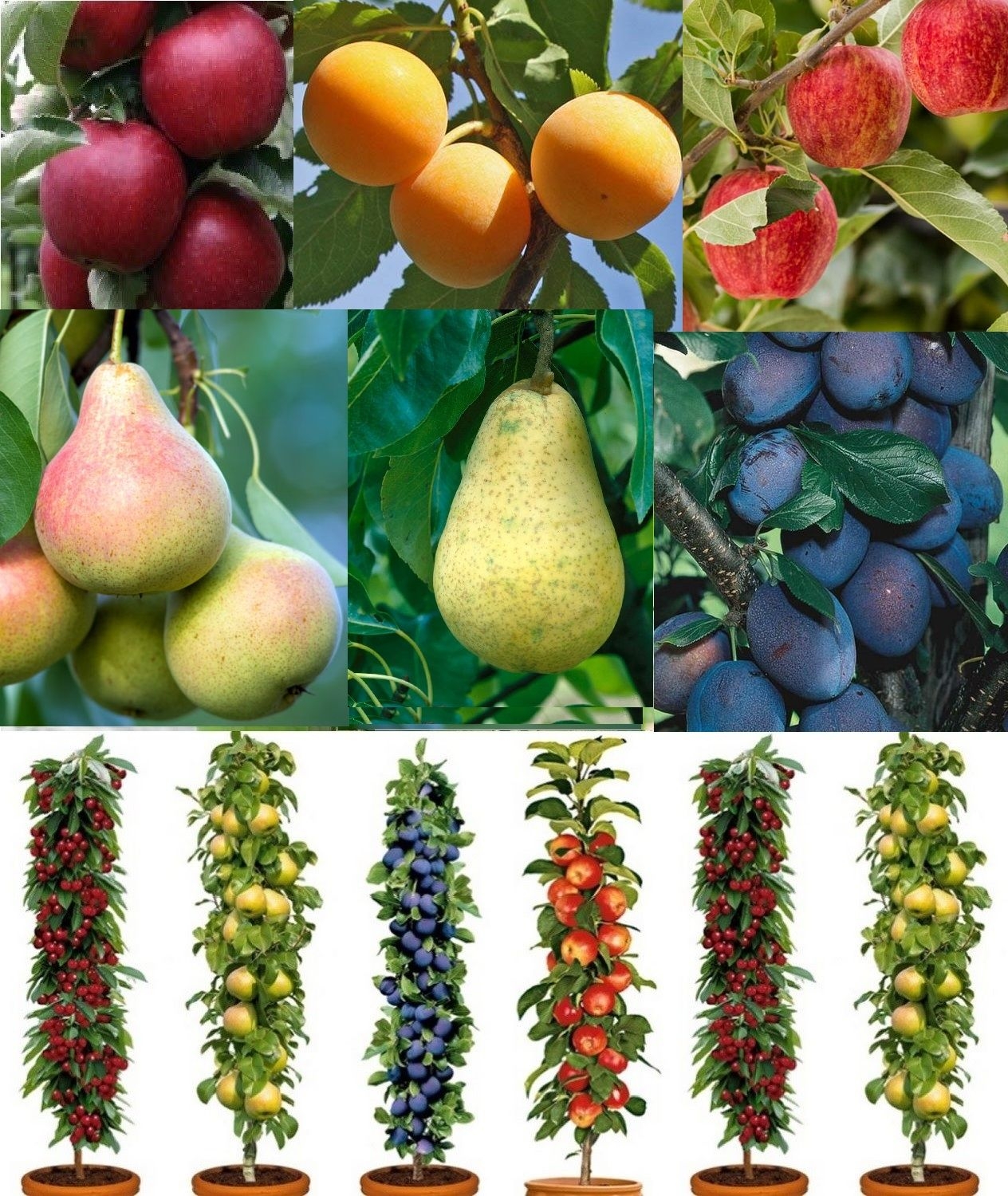 list of fruit trees with pictures