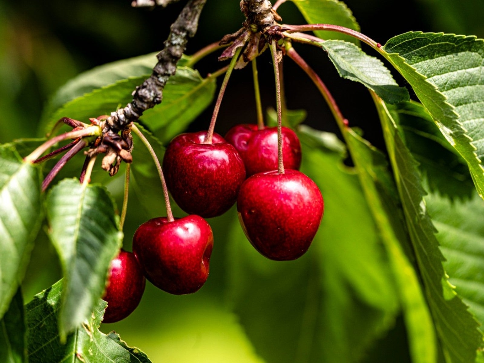 picture of cherry fruit