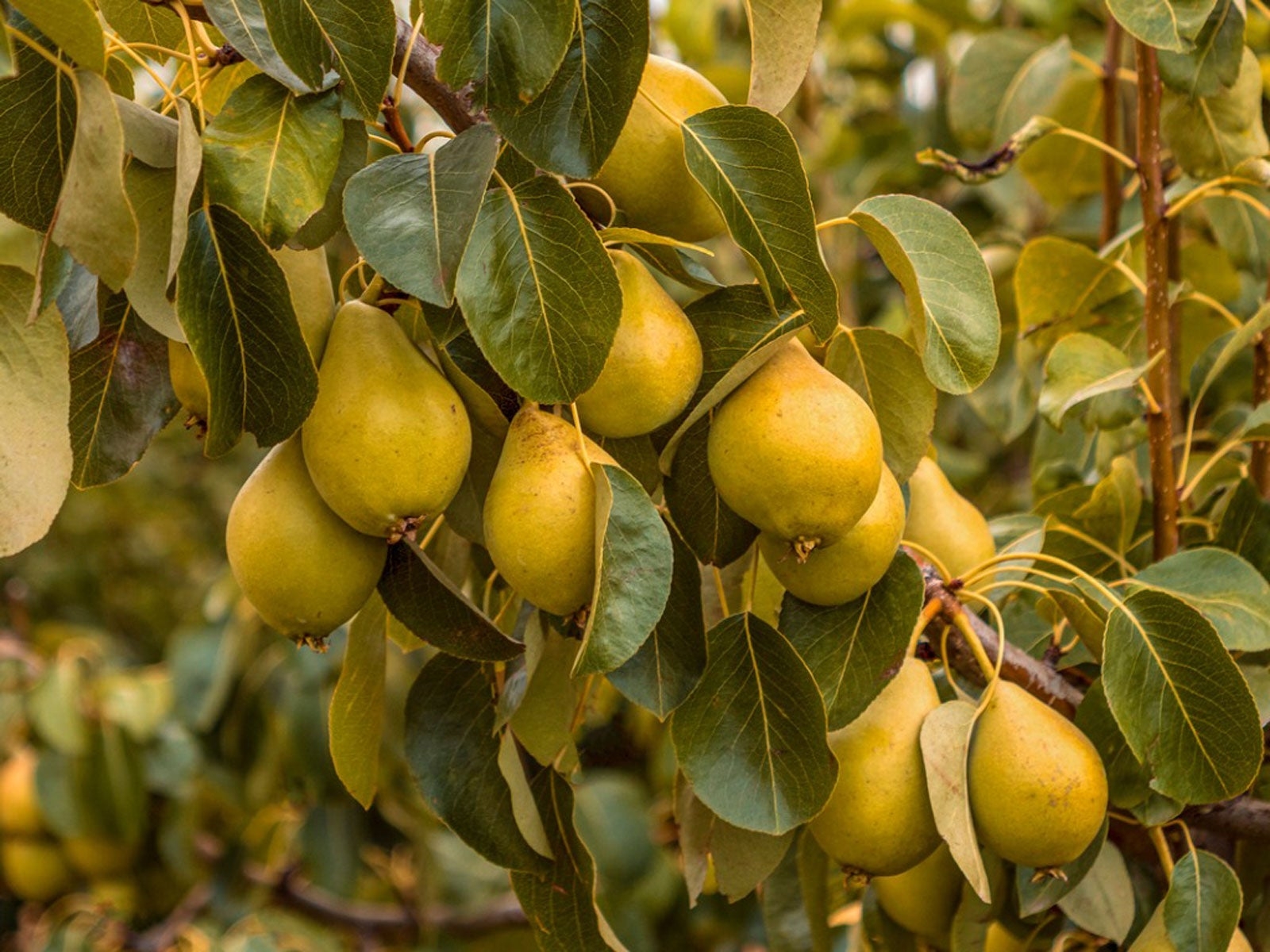 Growing Pear Trees Tips For The Care Of Pear Trees Gardening 