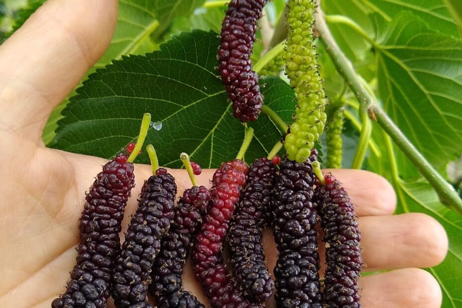 Growing The Fruit And Spice Park s Variety Of Himalayan Mulberry In North Florida Florida Fruit Geek