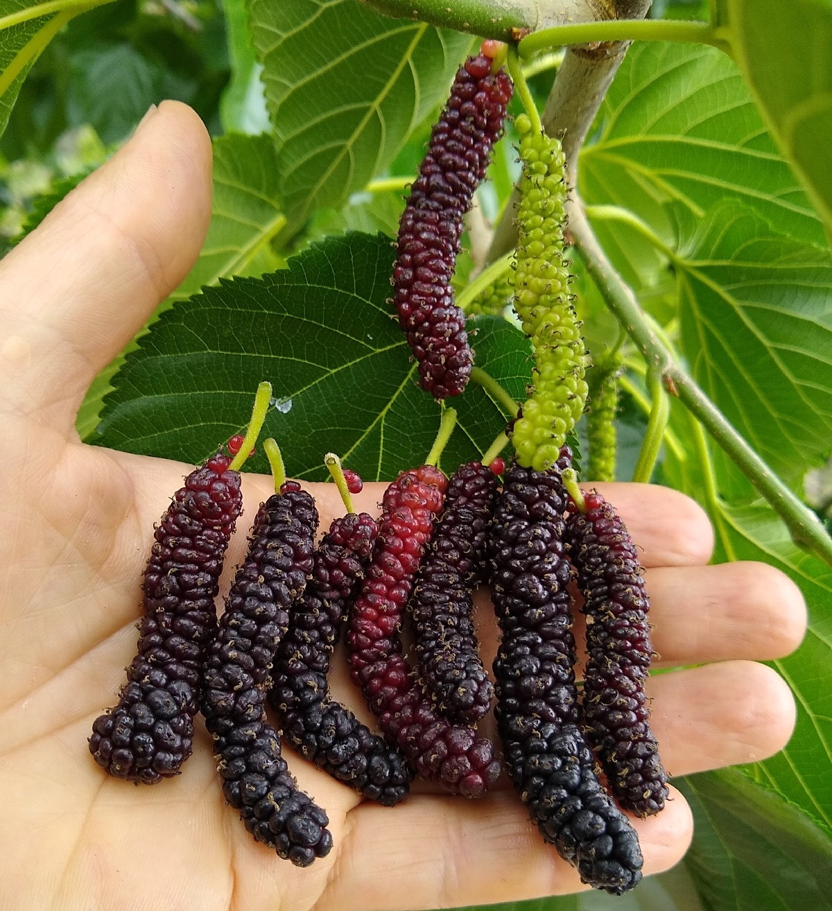 Growing The Fruit And Spice Park s Variety Of Himalayan Mulberry In North Florida Florida Fruit Geek