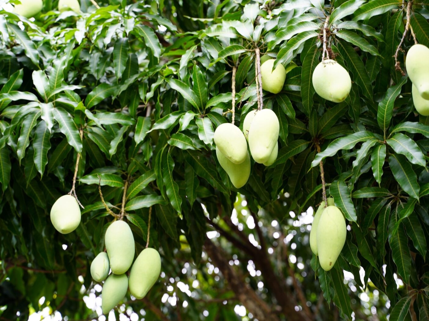 Growing The King Of Fruits Naples Botanical Garden